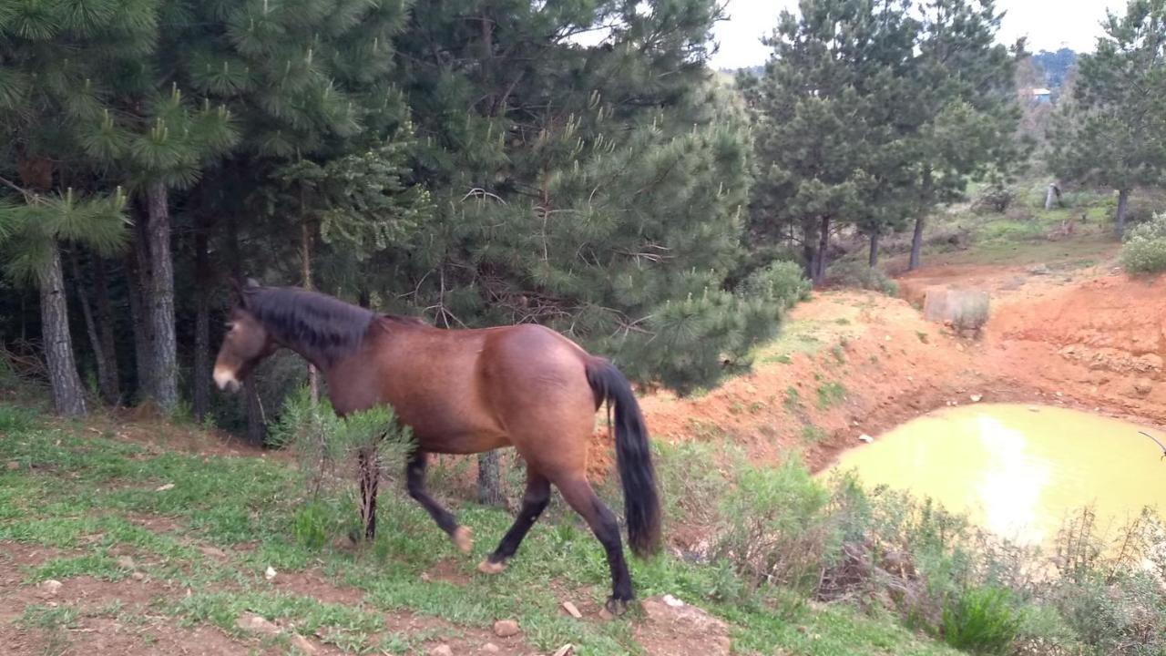 Chale Estancia Ouro Verde Lages Kültér fotó
